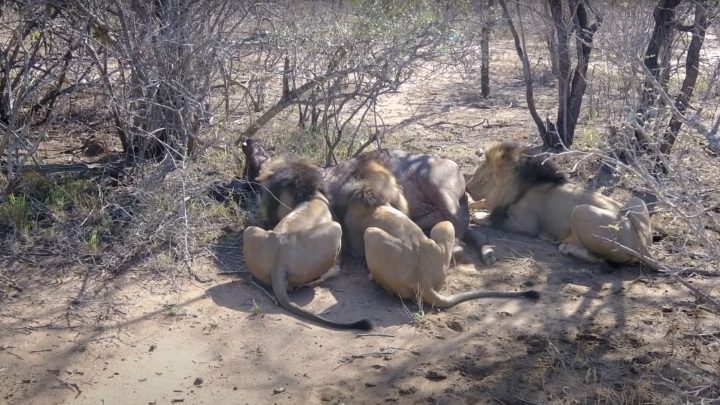 Review Travel Experience Game drive and AMAZING LIVE KILLING of a Buffalo by the 3 ‘LION DALTONS’